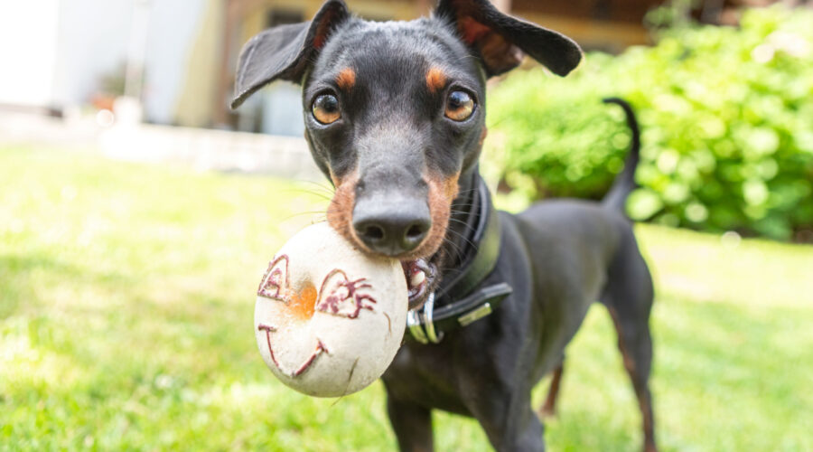 11 cuidados importantes com a raça pinscher 