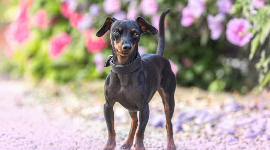 14 curiosidades sobre o cachorro da raça pinscher