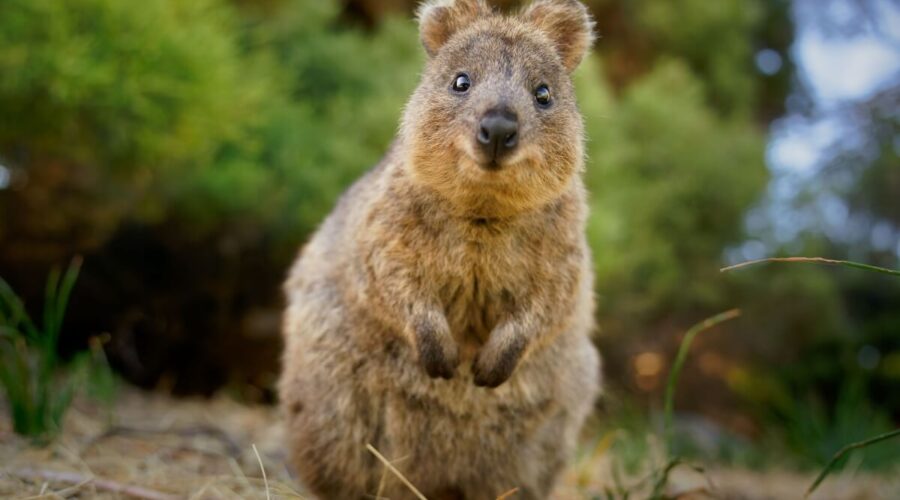 7 curiosidades interessantes sobre o quokka 