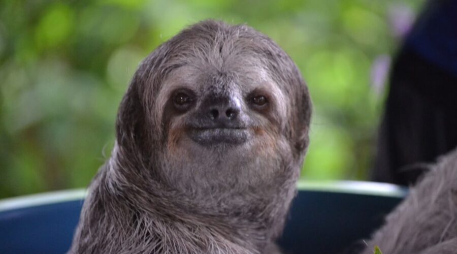 8 curiosidades interessantes sobre o bicho-preguiça 