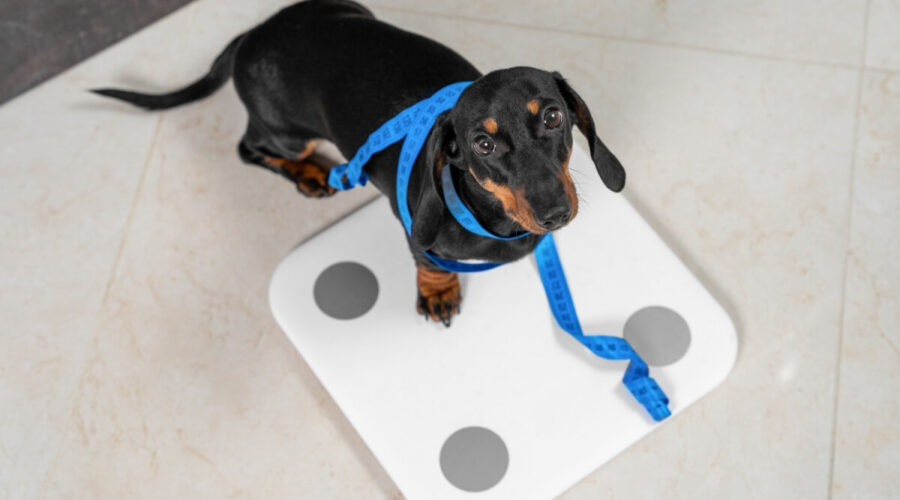 Conheça as causas e os riscos da obesidade em animais de estimação