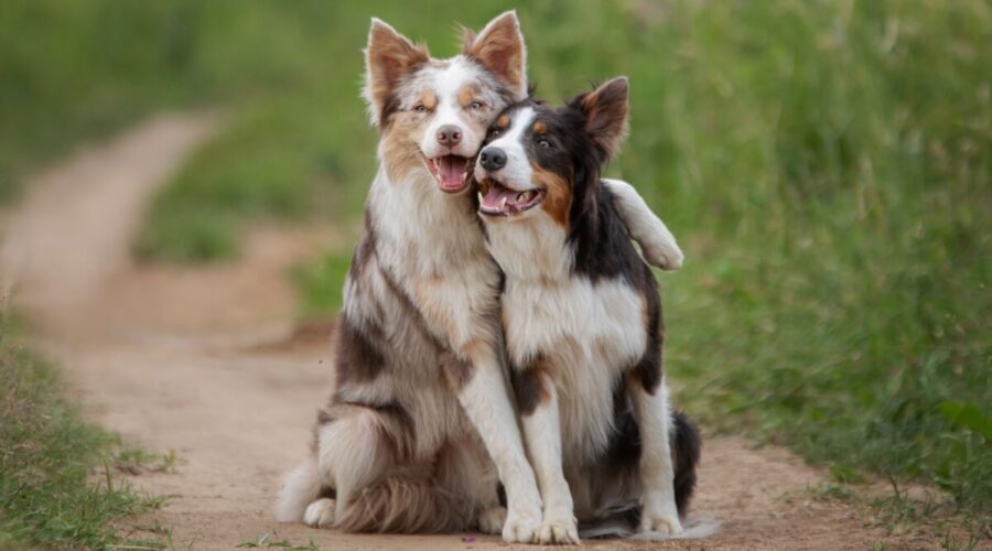 12 nomes perfeitos para cachorros sociáveis 