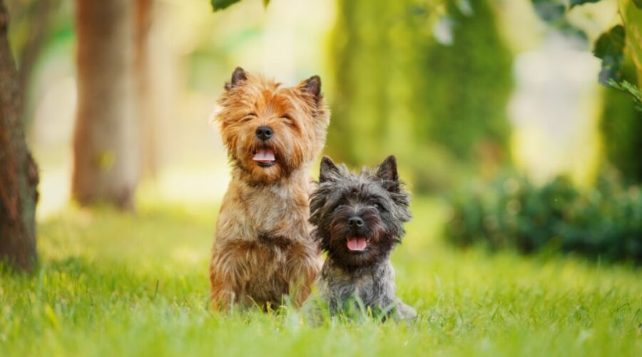 4 características do cachorro da raça cairn terrier 