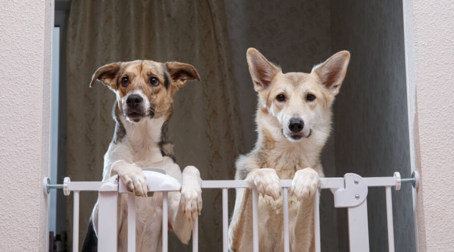 8 dicas para deixar a casa segura para o animal de estimação 