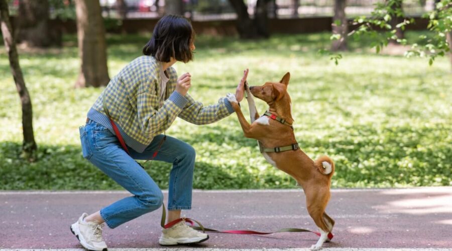 8 erros para não cometer no adestramento do cachorro 