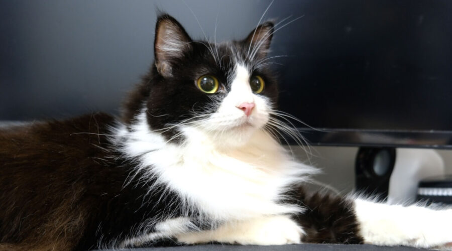 4 características do gato da raça ragamuffin 