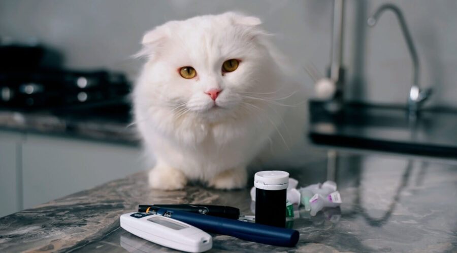 Conheça os sintomas do diabetes em animais de estimação