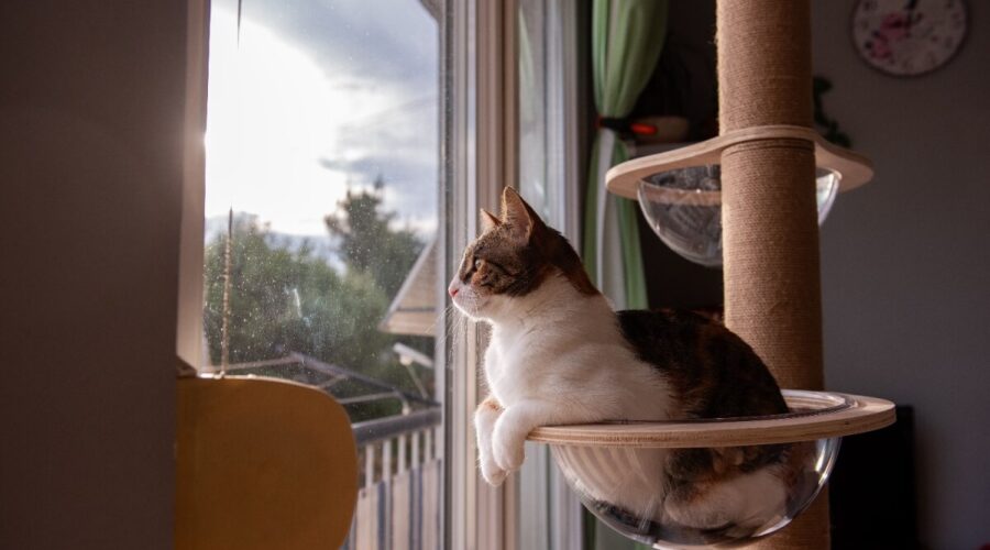 10 principais tipos de personalidade de gato 