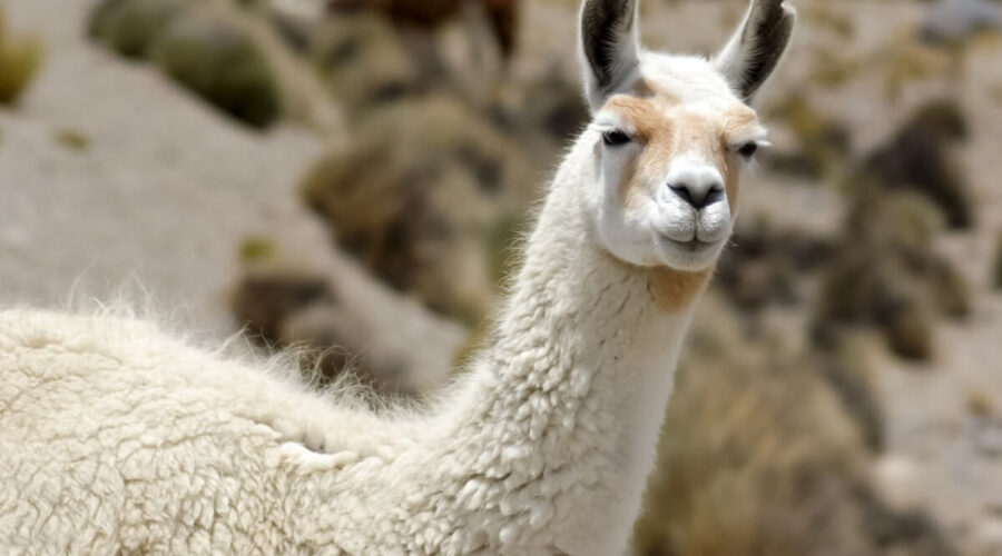 8 curiosidades interessantes sobre as lhamas