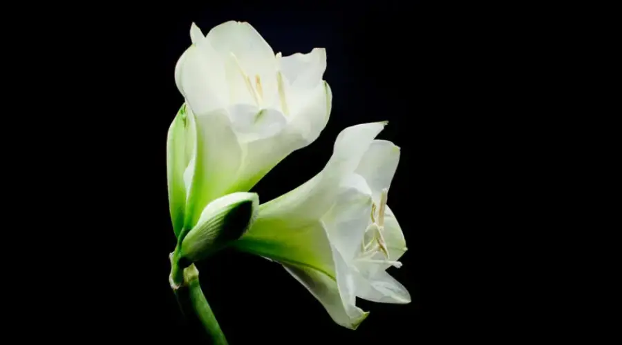 Nota de Falecimento – Meganésia