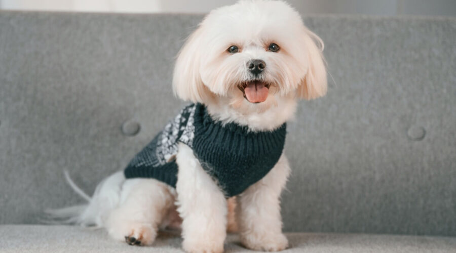 7 raças de cachorro com aparência de filhote 