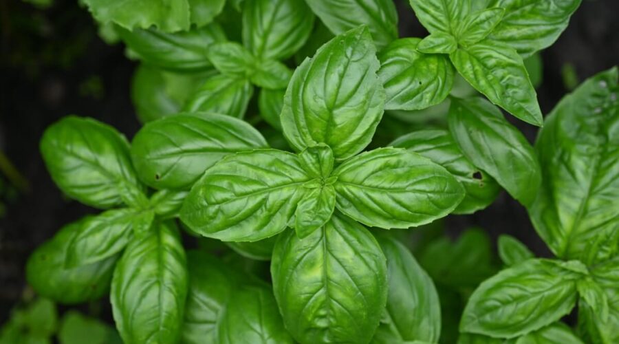 8 benefícios do manjericão para a saúde e como utilizá-lo