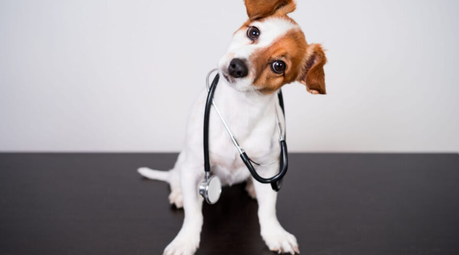 8 dicas para prevenir que o seu animal fique doente 