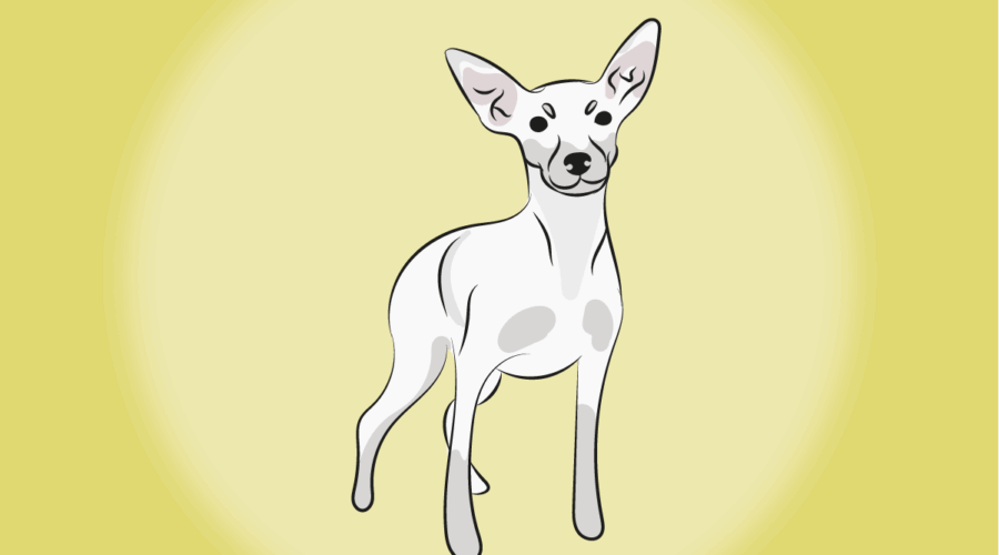 4 características do cachorro pinscher branco 