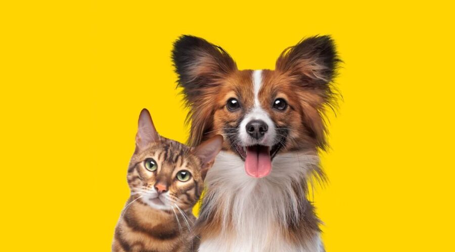 Saiba como identificar e combater piolhos, pulgas e carrapatos