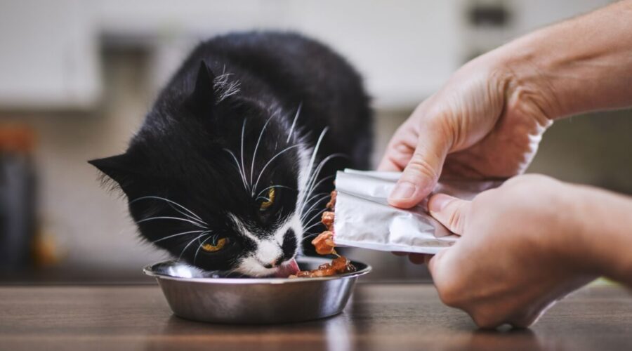 10 dicas para escolher o sachê para o gato 