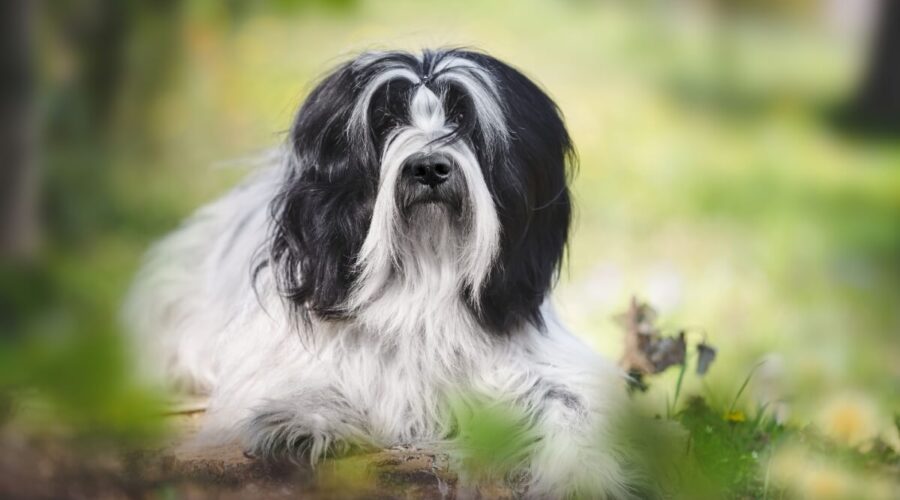 4 características do cachorro da raça terrier tibetano