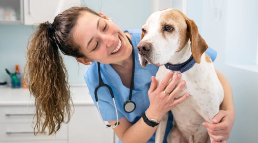 Veja as causas e os sintomas da hipertrigliceridemia em animais