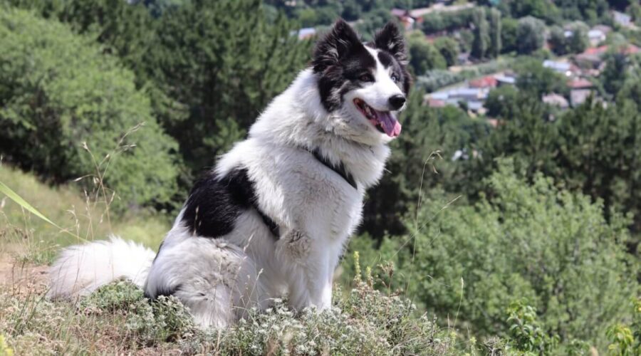 4 características do cachorro da raça yakutian laika 