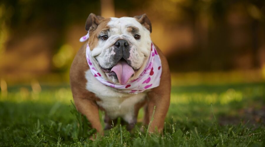 7 raças de cachorro originárias do Reino Unido