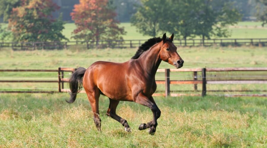 7 curiosidades interessantes sobre os cavalos