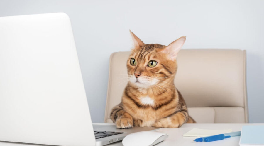 8 nomes perfeitos para gatos curiosos