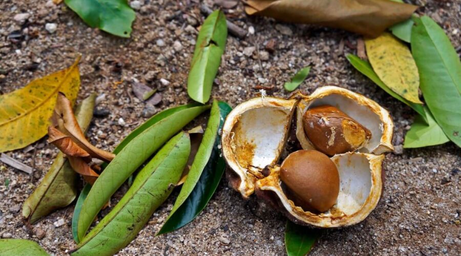 5 benefícios da planta andiroba para a saúde