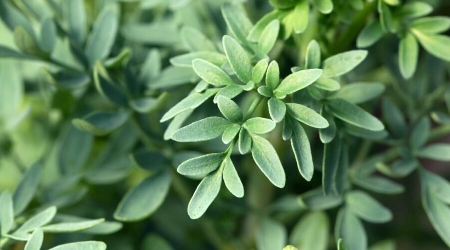 8 benefícios da arruda para a saúde e como usá-la