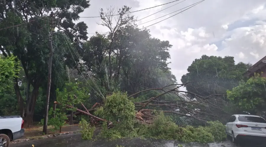 Árvores caem sobre veículos em Goianésia durante tempestade