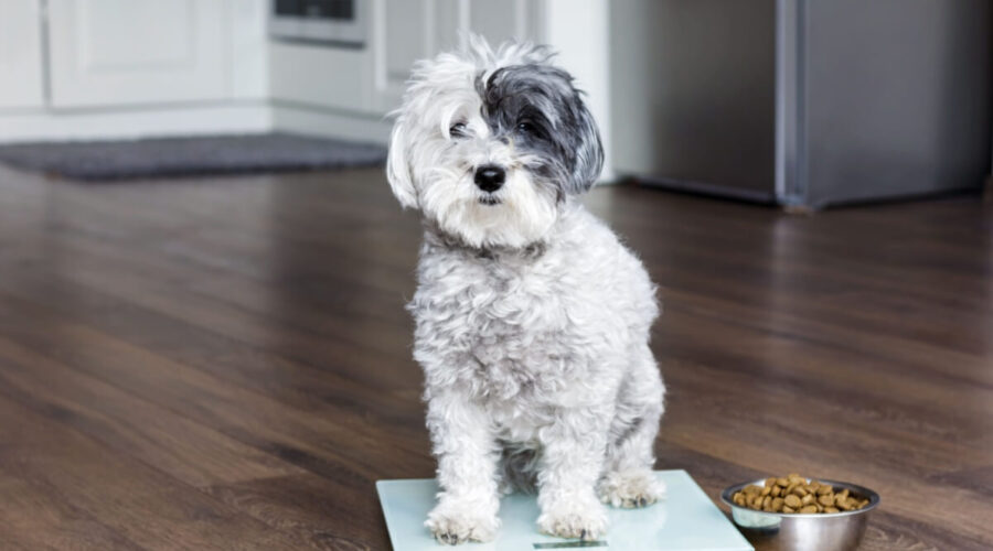 Veja como os hábitos dos tutores podem influenciar a obesidade dos pets