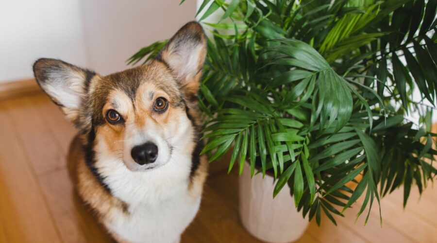 11 plantas tóxicas para manter fora do alcance de cães e gatos