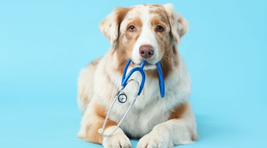 5 mitos sobre os tratamentos de câncer em animais de estimação