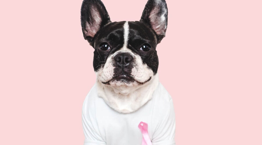 5 dicas para prevenir o câncer de mama em cadelas