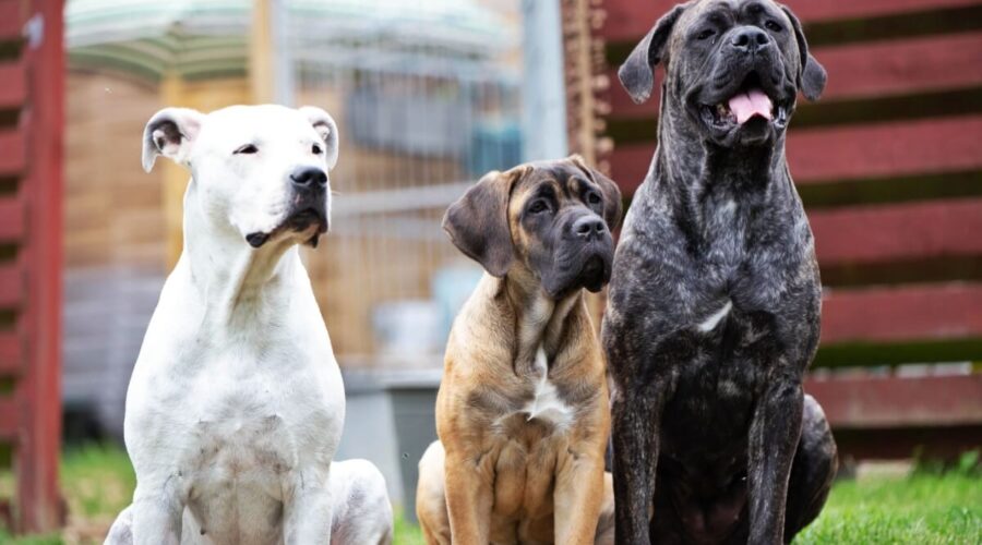 7 diferenças entre os cachorros das raças cane corso e dogo argentino 