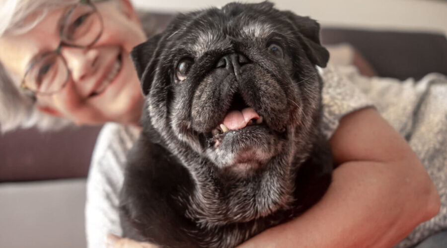 3 benefícios da suplementação para animais idosos