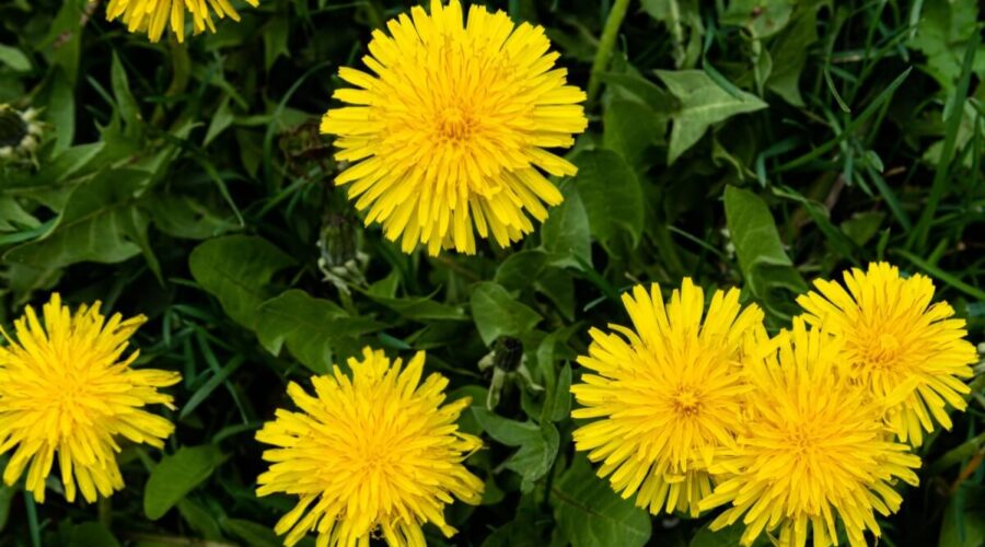 8 benefícios da planta dente-de-leão para a saúde e como usá-la