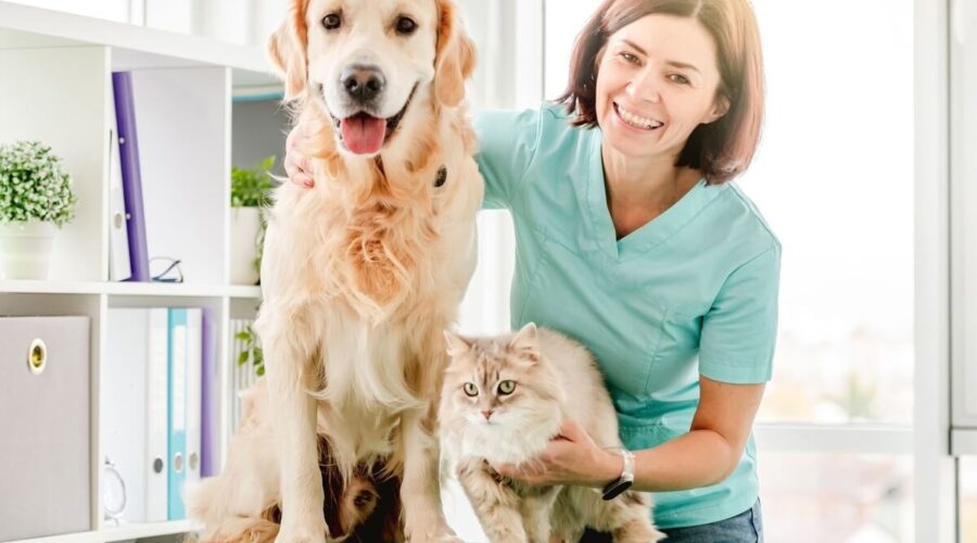 6 doenças crônicas comuns em cachorros e gatos 