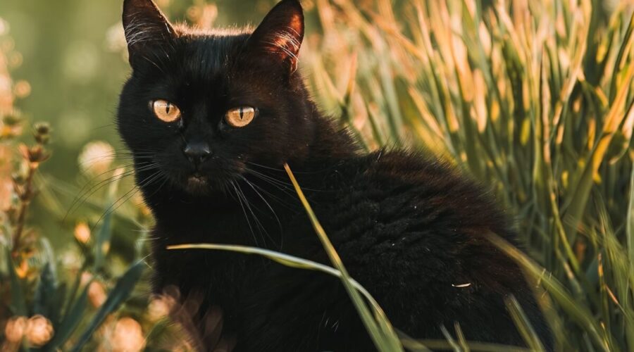 Veja cuidados a se ter com gatos pretos no Halloween