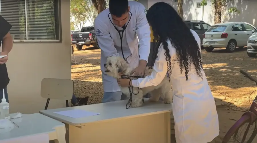 Goianésia realiza 2ª Campanha Pública de Castração de Cães e Gatos Machos