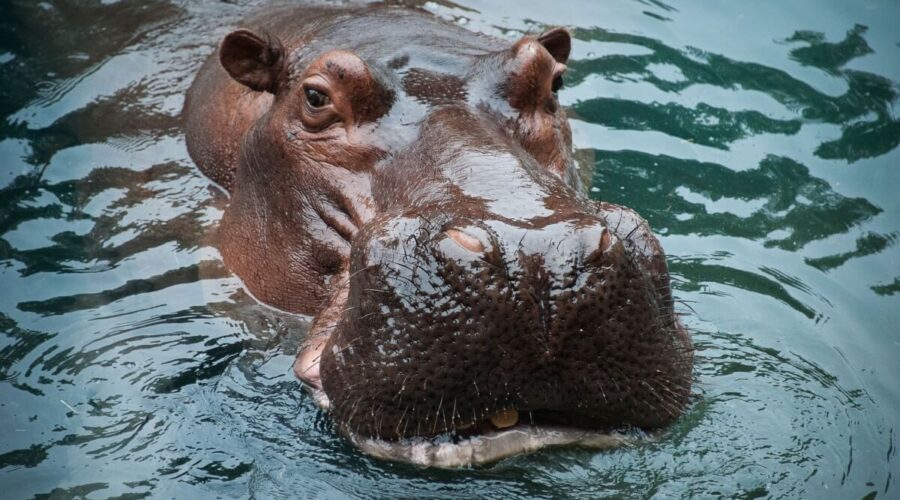 7 curiosidades interessantes sobre o hipopótamo 