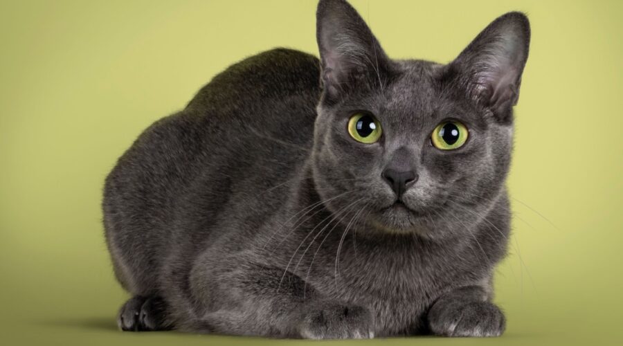 4 características do gato da raça korat 