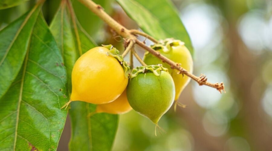 5 benefícios da fruta murici para a saúde e como incluí-la na dieta