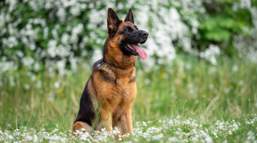 8 raças de cachorro originárias da Alemanha 