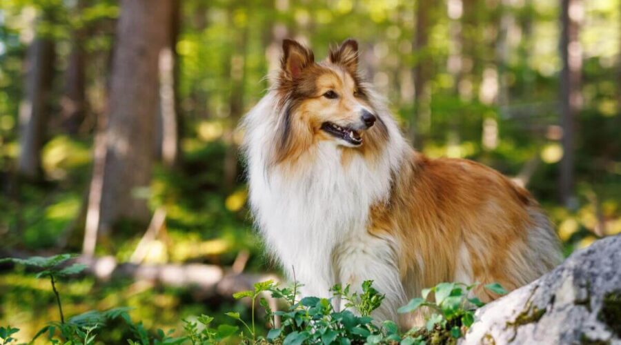 4 características do cachorro da raça pastor de Shetland 