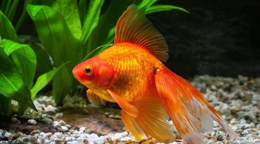 5 curiosidades sobre os peixes ornamentais