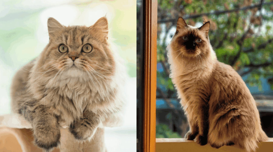 7 diferenças entre os gatos das raças persa e himalaio