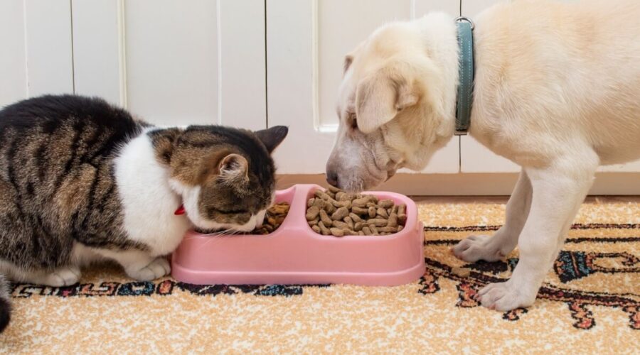 Entenda como o ambiente pode favorecer a obesidade nos animais