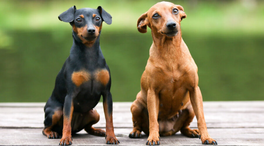 10 atividades recomendadas para o cachorro da raça pinscher 
