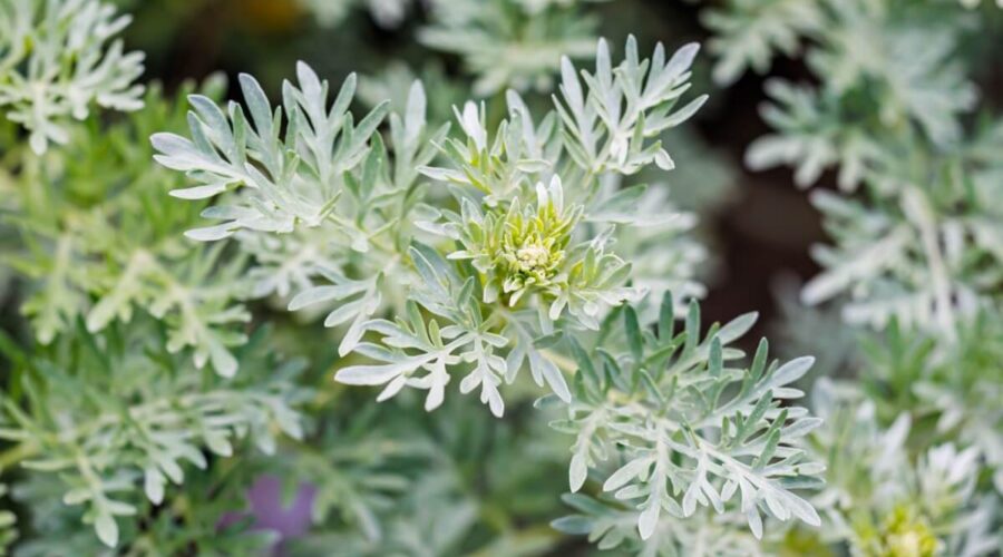 5 benefícios da planta losna para a saúde