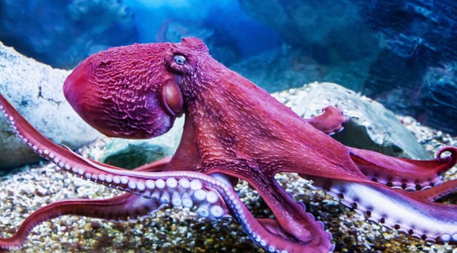7 curiosidades impressionantes sobre os polvos 